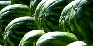 Dieta arbuzowa-wskazania i przeciwwskazania