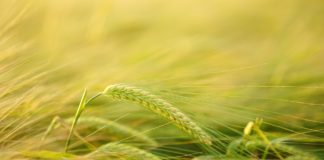 Green Magma - Opinie Recenzje - Gdzie kupić Allegro