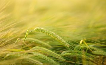 Green Magma - Opinie Recenzje - Gdzie kupić Allegro