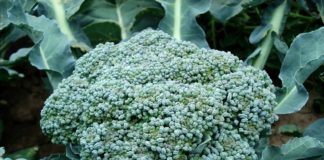 Brokuł – właściwości, jak gotować, z czym łączyć?