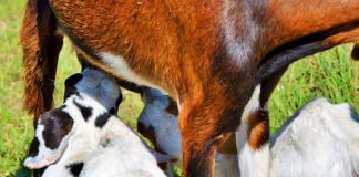 Wszystko o mleku kozim – wartości odżywcze