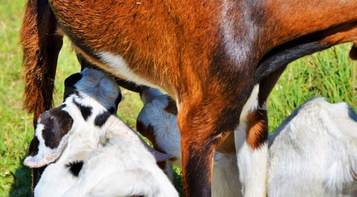 Wszystko o mleku kozim – wartości odżywcze