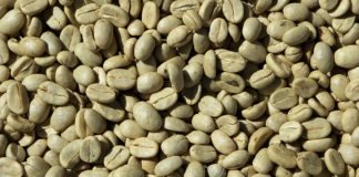 Green Coffee Plus - Opinie Recenzje - Gdzie kupić ? Allegro