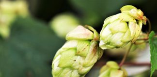 Chmiel - właściwości i zastosowanie