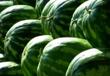Dieta arbuzowa-wskazania i przeciwwskazania