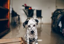 Alergia pokarmowa u psa