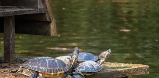 Jak długo można przechowywać odpady medyczne?