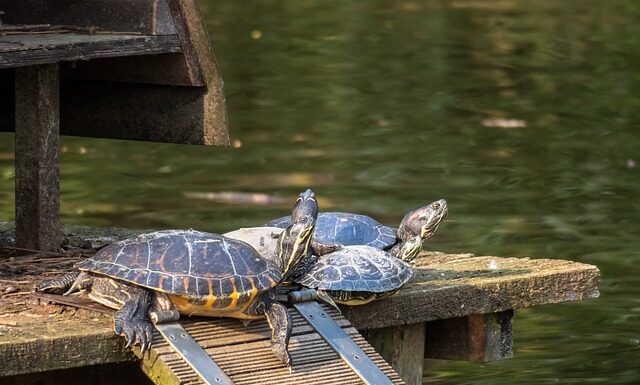 Jak długo można przechowywać odpady medyczne? Jak długo można przechowywać odpady medyczne?