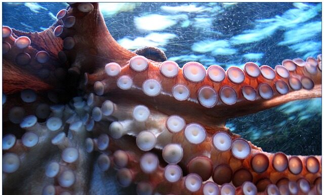 Jak używać przyssawki do soczewek?