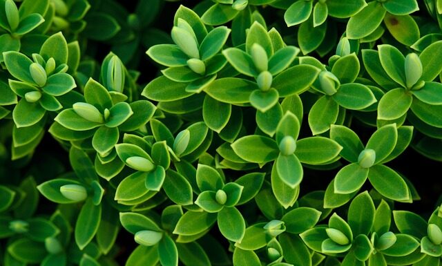 Czy w Hebe jest płyn do soczewek?