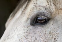 Czy można jeździć konno z tamponem? Czy można jeździć konno z tamponem?