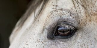 Czy można jeździć konno z tamponem?