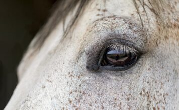 Czy można jeździć konno z tamponem?