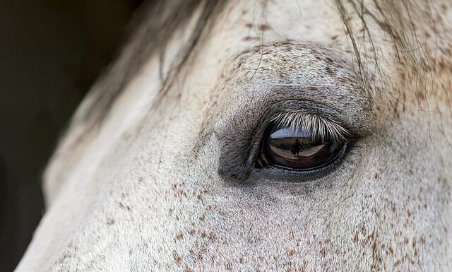 Czy można jeździć konno z tamponem?