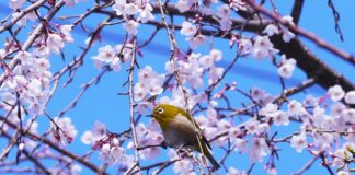 Co zwiększa potencję bez recepty?