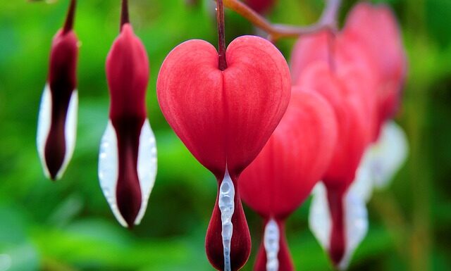 Czym płukać krwawiące dziąsła?