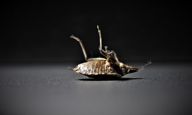 Co wabi pluskwy? Co wabi pluskwy?