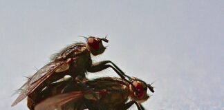 Jak długo można mieć przyklejone Tejpy?