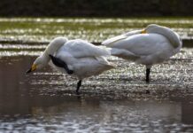 Dlaczego swędzi mnie wejście do pochwy? Dlaczego swędzi mnie wejście do pochwy?