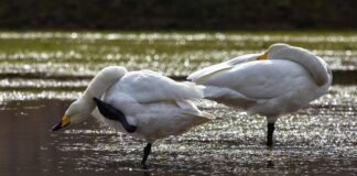 Dlaczego swędzi mnie wejście do pochwy?