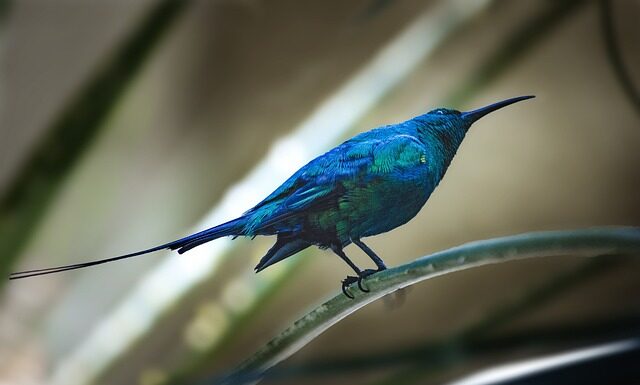 Czy można odmówić przyjęcia faktury elektronicznej?