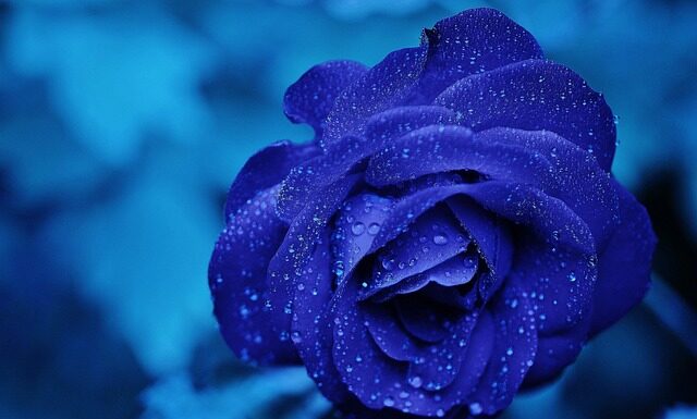 Ile kosztują krople do oczu Vizik?