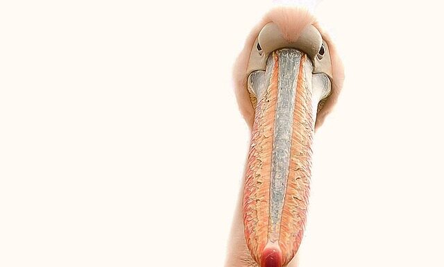 Jak dobrze odtłuścić płytkę paznokcia?