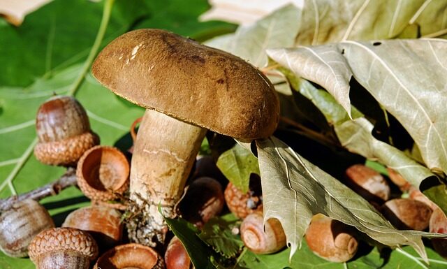 Czy Triderm można stosować na wargi sromowe?