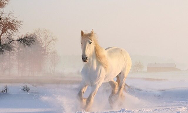 Czy koń czuję że mam okres?