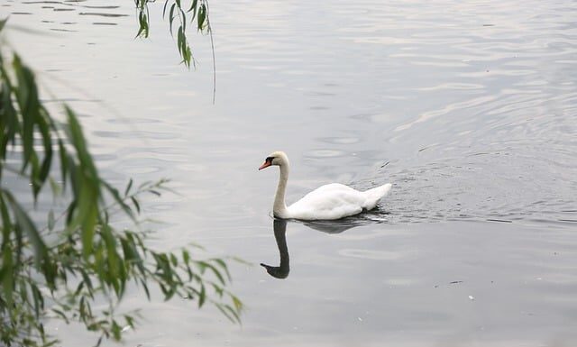 Czy można pływać w basenie z podpaska?