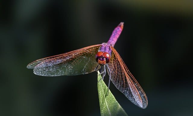 Komu pasuje fioletowa szminka?