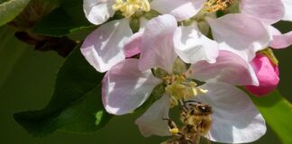 Czy pijany mężczyzna może Zapłodnić?