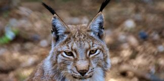 Czym zlikwidować rysy na czarnym szkle?