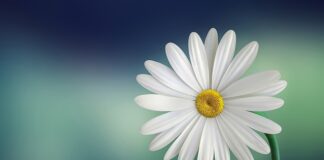 Czy płatki pod oczy trzymać w lodówce?