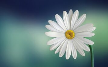 Czy można zostawić płatki pod oczy na noc? Czy można zostawić płatki pod oczy na noc?