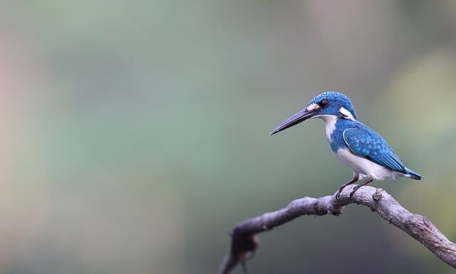 Czym się różni kwarc od jadeitu? Czym się różni kwarc od jadeitu?