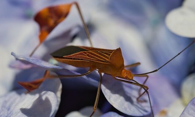 Jak zabezpieczyć się przed pluskwami by nie weszły do mieszkania?