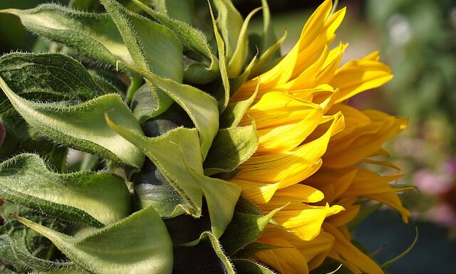 Gdzie wyrzucić starą tapetę? Gdzie wyrzucić starą tapetę?